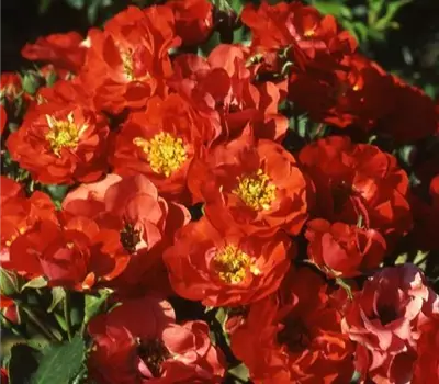 Rosa (Floribundarose) 'Canzonetta'®