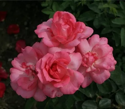 Rosa (Floribundarose) 'Centenaire de Lourdes'