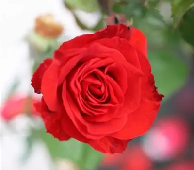 Rosa (Floribundarose) 'Chorus'®