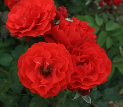 Rosa (Floribundarose) 'City of Belfast'®