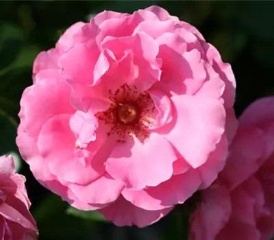 Rosa (Floribundarose) 'Deborah'®