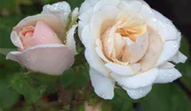 Rosa (Floribundarose) 'Dietrich Woessner'®