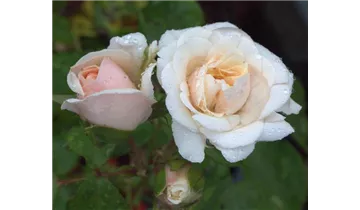 Rosa (Floribundarose) 'Dietrich Woessner'®