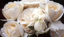 Rosa (Floribundarose) 'Dietrich Woessner'®