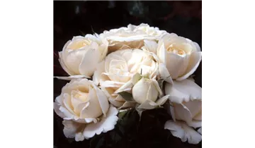 Rosa (Floribundarose) 'Dietrich Woessner'®