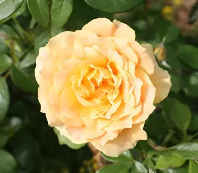 Rosa (Floribundarose) 'Easy Going®'