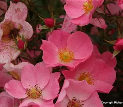 Rosa (Floribundarose) 'Fortuna'® Rosa (Floribundarose) 'Fortuna'®