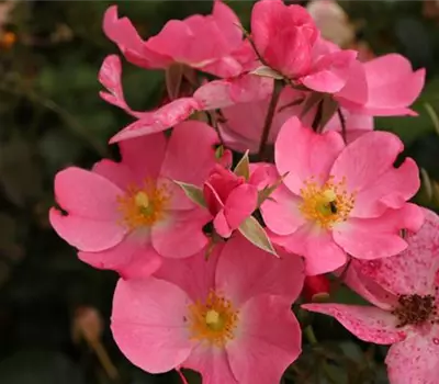 Rosa (Floribundarose) 'Fortuna'®