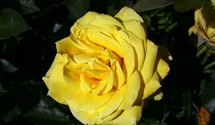 Rosa (Floribundarose) 'Friesia'®