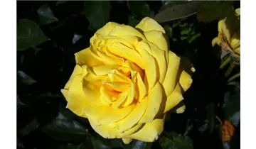Rosa (Floribundarose) 'Friesia'®