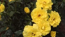 Rosa (Floribundarose) 'Friesia'®