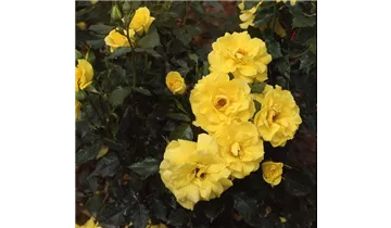 Rosa (Floribundarose) 'Friesia'®