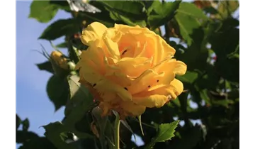 Rosa (Floribundarose) 'Friesia'®