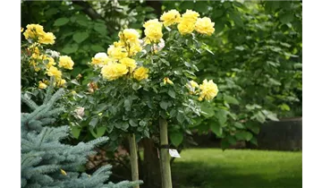 Rosa (Floribundarose) 'Friesia'®