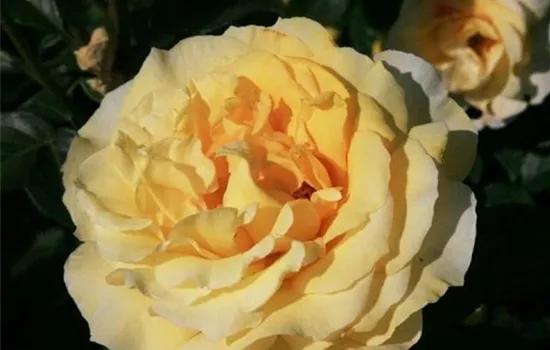 Rosa (Floribundarose) 'Goldenes Zweibrücken'®