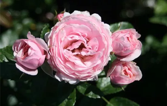 Rosa (Floribundarose) 'Hans Gönewein Rose'®