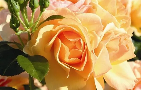 Rosa (Floribundarose) 'Hansestadt Rostock'®
