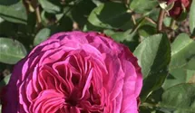 Rosa (Floribundarose) 'Heidi Klum Rose'®