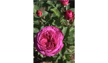Rosa (Floribundarose) 'Heidi Klum Rose'®