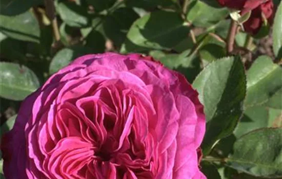 Rosa (Floribundarose) 'Heidi Klum Rose'®