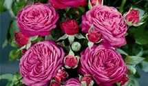 Rosa (Floribundarose) 'Heidi Klum Rose'®