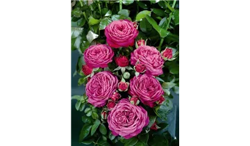 Rosa (Floribundarose) 'Heidi Klum Rose'®