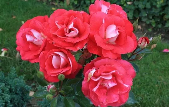 Rosa (Floribundarose) 'Heimatmelodie'®