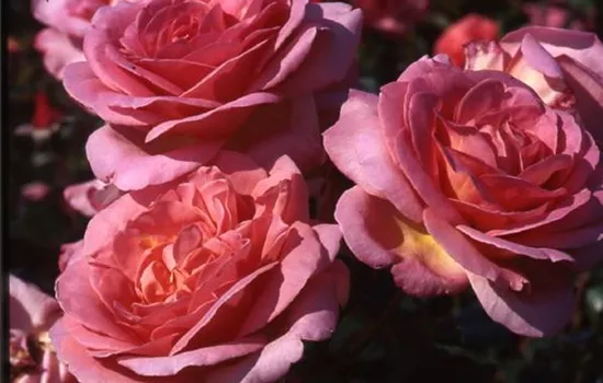 Rosa (Floribundarose) 'Home & Garden'®