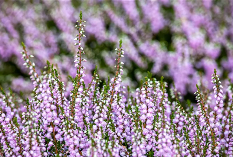 Calluna vulgaris 'County Wicklow'
