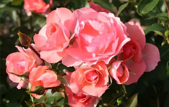 Rosa (Floribundarose) 'Jardins de France'®