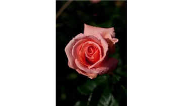 Syn. 'Pink Wonder'