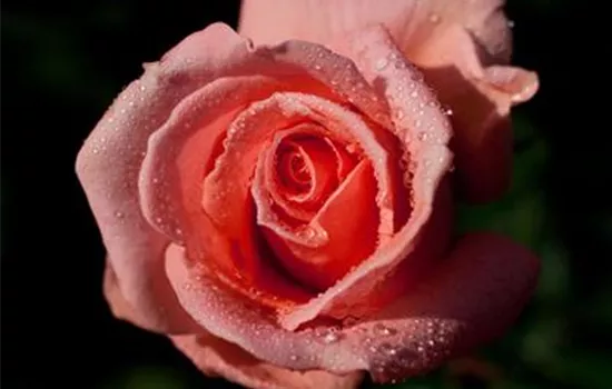 Rosa (Floribundarose) 'Kalinka'®