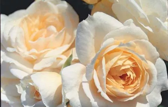Rosa (Floribundarose) 'Lions Rose'®