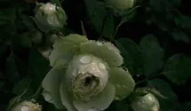 Rosa (Floribundarose) 'Lovely Green'