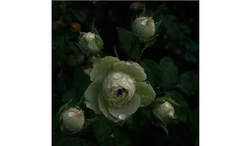 Rosa (Floribundarose) 'Lovely Green'