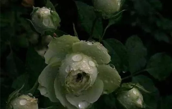 Rosa (Floribundarose) 'Lovely Green'