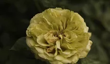 Rosa (Floribundarose) 'Lovely Green'