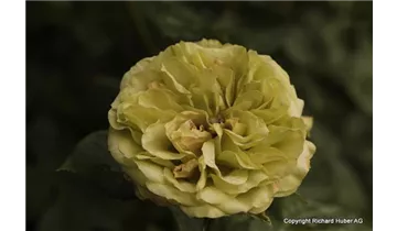 Rosa (Floribundarose) 'Lovely Green'