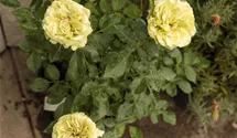 Rosa (Floribundarose) 'Lovely Green'