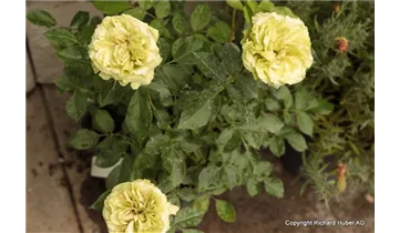 Rosa (Floribundarose) 'Lovely Green'
