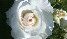 Rosa (Floribundarose) 'Margaret Merril'®