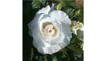 Rosa (Floribundarose) 'Margaret Merril'®
