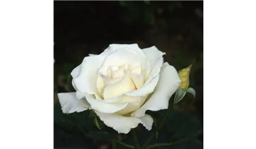 Rosa (Floribundarose) 'Margaret Merril'®