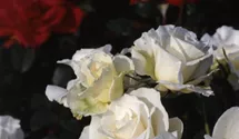 Rosa (Floribundarose) 'Margaret Merril'®