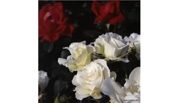 Rosa (Floribundarose) 'Margaret Merril'®