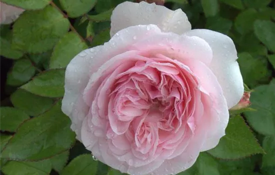 Rosa (Floribundarose) 'Mariatheresia'®