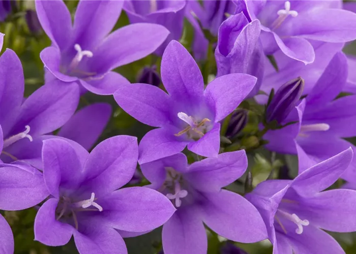 Die Glockenblume als perfekter Nachbar im Garten