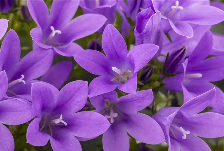 Campanula portenschlagiana