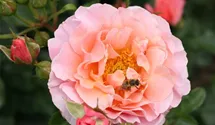 Rosa (Floribundarose) 'Marie Curie'®