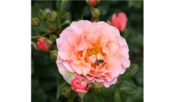 Rosa (Floribundarose) 'Marie Curie'®